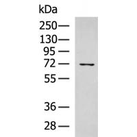 HPSE2 Antibody