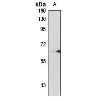 AOAH Antibody