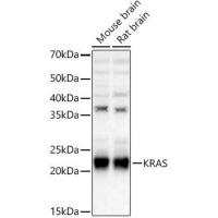 KRAS Polyclonal Antibody