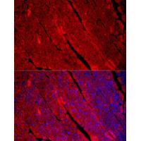 MYH1 Antibody