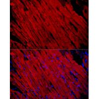 MYH1 Antibody