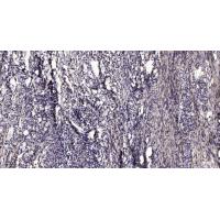 PLCγ2 (phospho-Tyr759) rabbit pAb