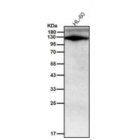 TLR7 Rabbit mAb