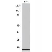 IAPP Antibody