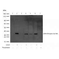 GPX4 (Phospho-Ser104) Antibody