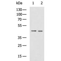 ACTL8 Antibody