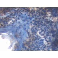 ACTL8 Antibody