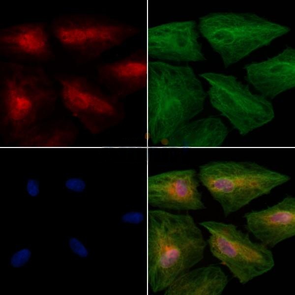 Beclin 1 (Phospho-Ser295) Antibody