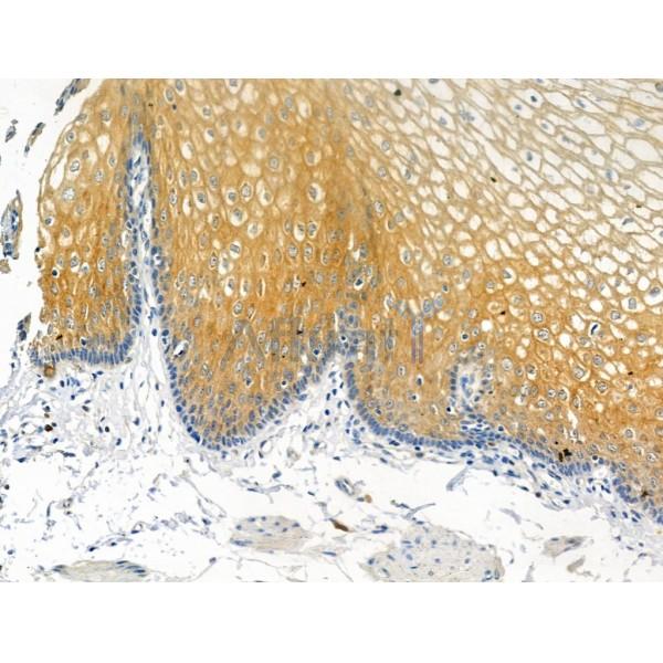 Beclin 1 (Phospho-Ser295) Antibody