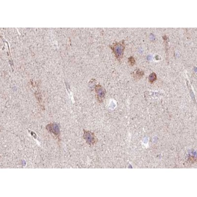 GluR2 (Phospho-Ser880)  antibody
