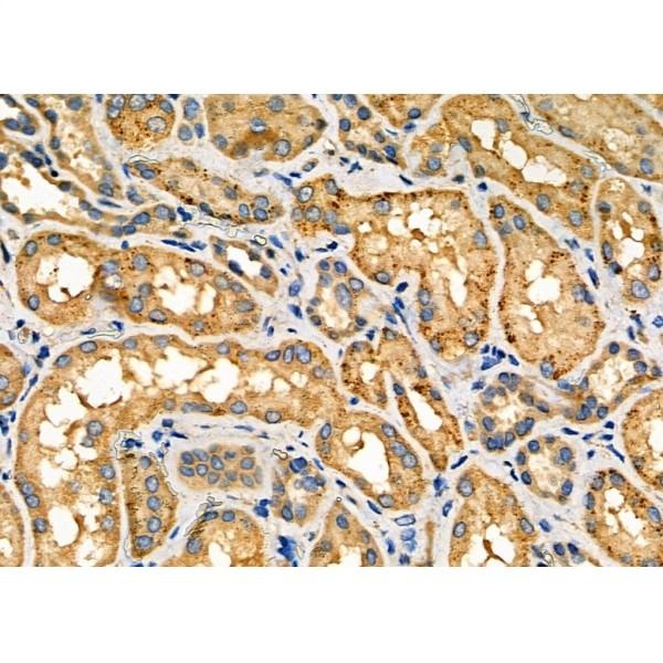 MOX1/MEOX1 antibody