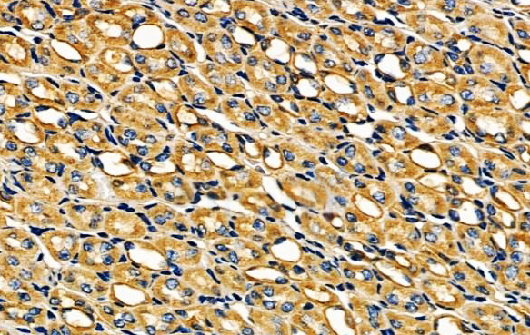 MOX1/MEOX1 antibody