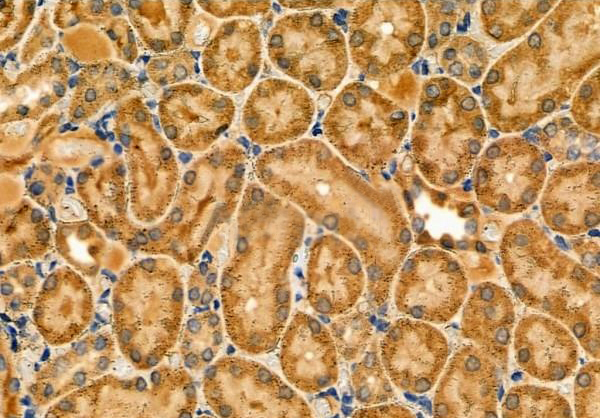 MOX1/MEOX1 antibody