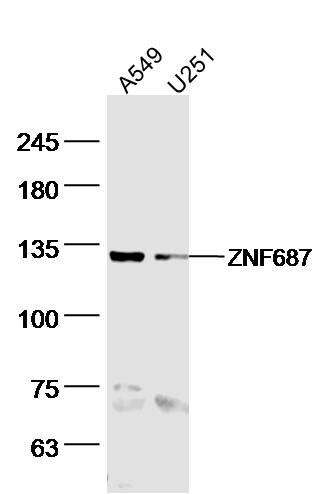 ZNF687 Antibody