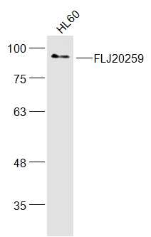 FLJ20259 Antibody