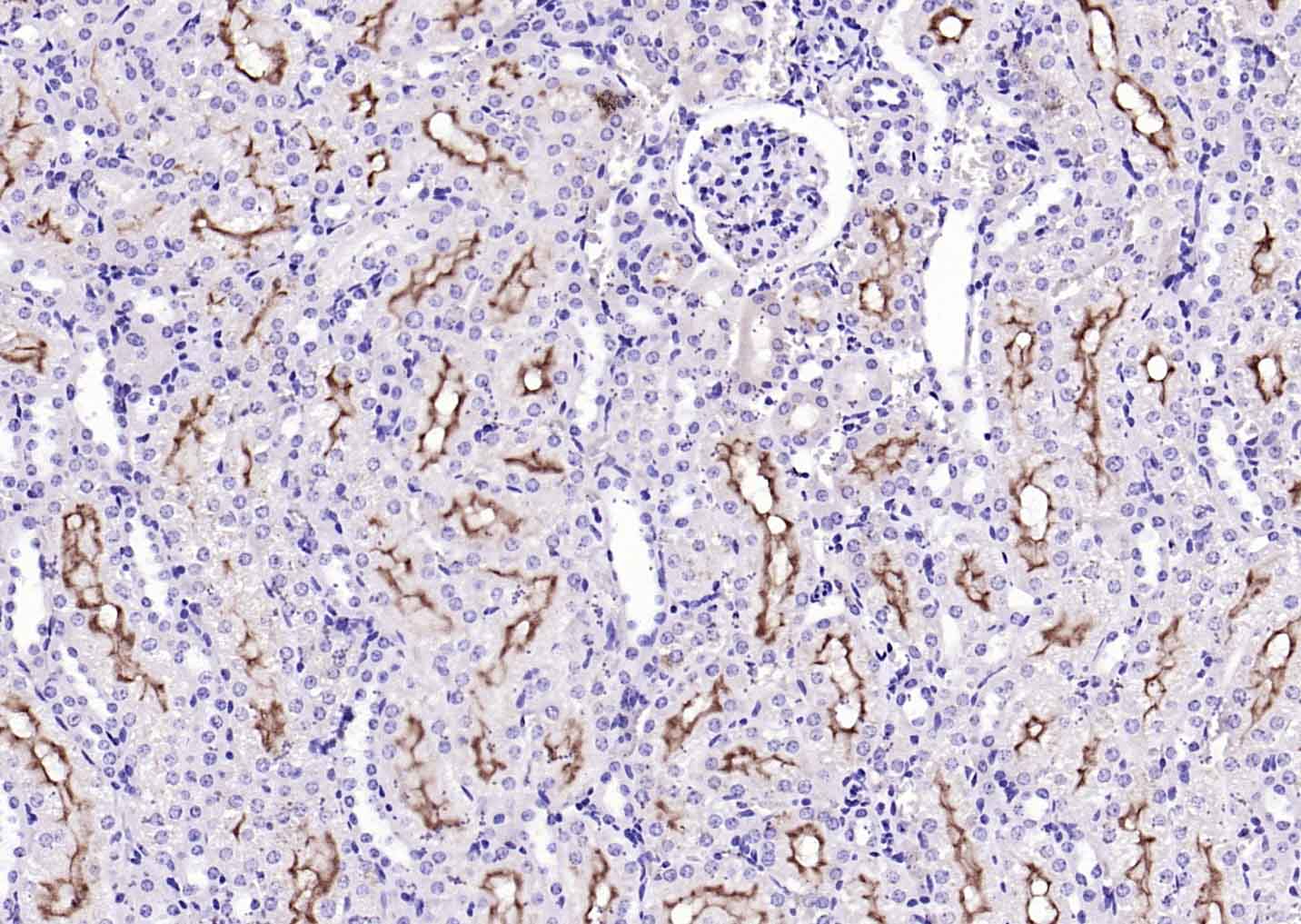 Transmembrane protein 30A Antibody