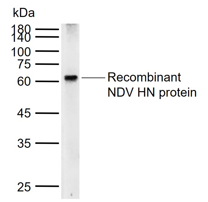 NDV HN Antibody