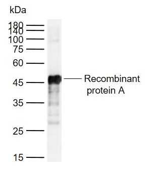 Protein A Antibody