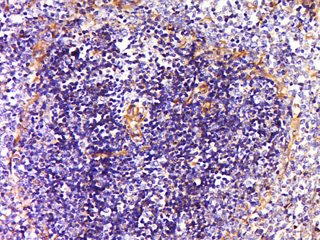NRAMP1 Antibody