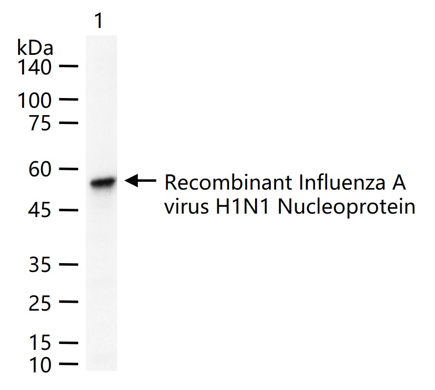 Influenza A Virus Nucleoprotein H1N1 Mouse mAb