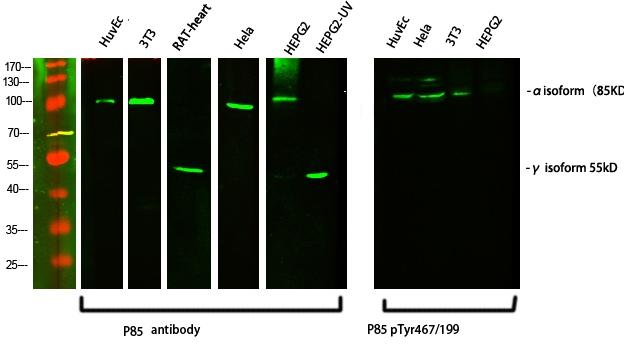 PI 3 kinase p85/p55 (Phospho Tyr467/199) Antibody