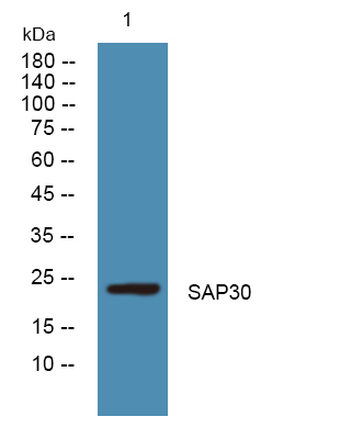 SAP30 Antibody
