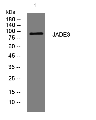 JADE3 Antibody