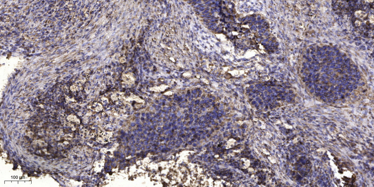 LIN54 Antibody