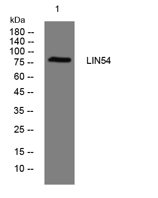 LIN54 Antibody