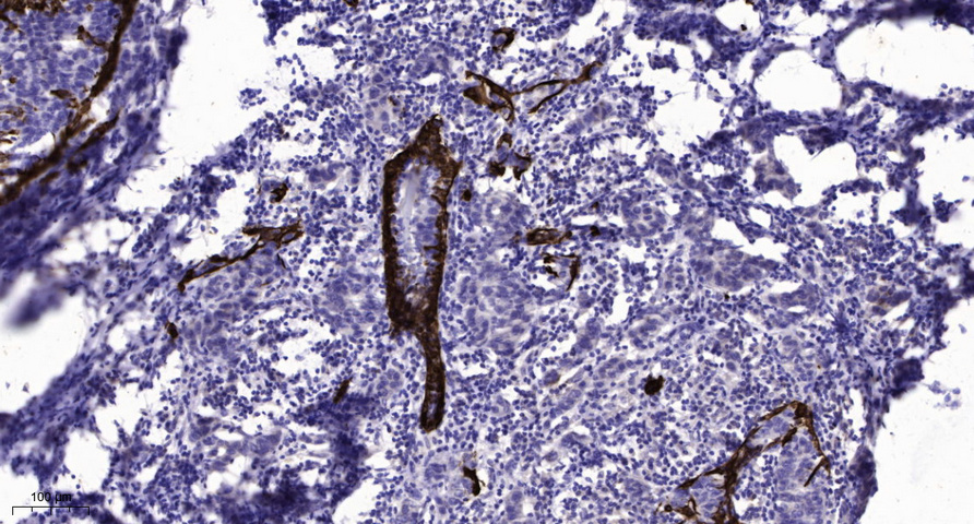 A Cyclase V/VI Antibody