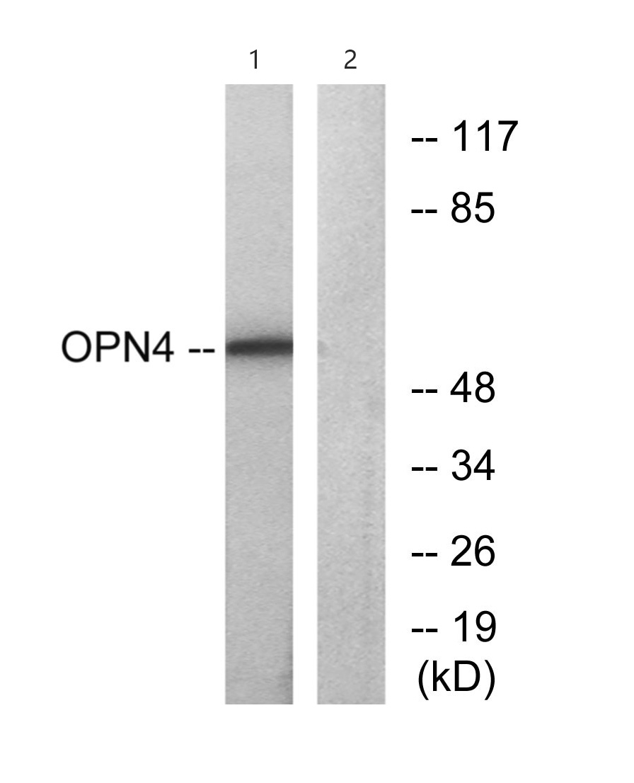 Melanopsin Antibody