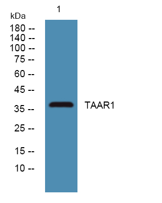 TAAR1 Antibody