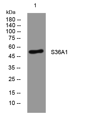 S36A1 Antibody