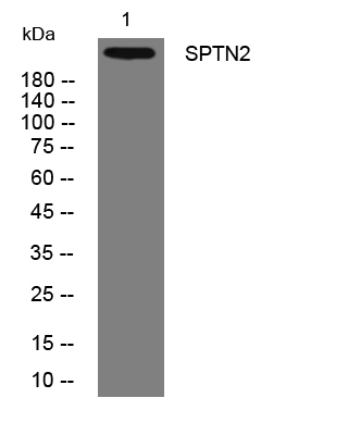 SPTN2 antibody