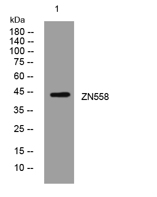 ZNF558 antibody