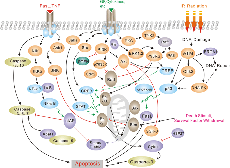 apoptosis_re.gif