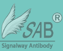 SAB